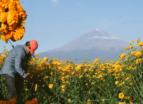 3 campos florales para visitar en México