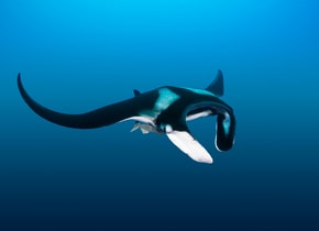 mantarrayas
