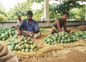 Kannapuram, la villa en la India con más de 200 variedades de mango