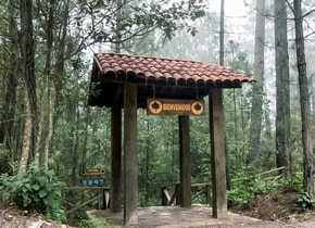 En México existen bosques de maple y los puedes visitar