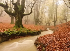 5 bosques misteriosos para visitar alrededor del mundo