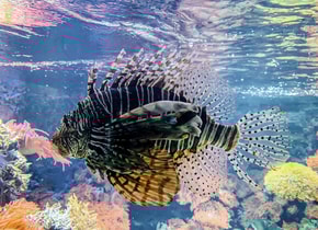 Comer pez león para salvar el ecosistema de las Islas Caimán