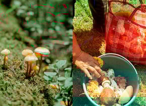 Las ferias de hongos que no te puedes perder este 2023