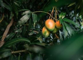 Este mango mexicano es conocido en el resto del mundo por sus características únicas.