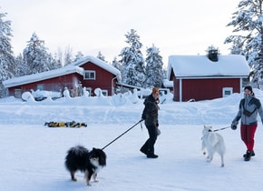 Huskies antes de un largo paseo en trineo por el bosque.