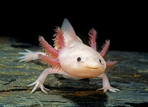 Así puedes adoptar un ajolote