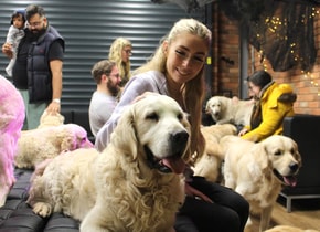 ¿Amante de los perros? No puedes perderte The Golden Retriever Experience