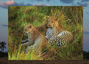 Una pareja de leopardos en el Chitabe Camp de Wilderness, en Botsuana.