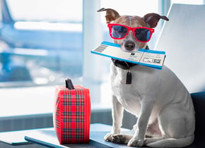 ¿Puedo viajar con mi mascota en el avión?