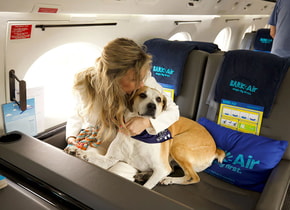 Existe una aerolínea de lujo exclusiva para perros y esto es lo que sabemos
