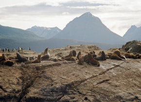 Lobos marinos y cormoranes (apodados falsos pingüinos por los locales) que pueden verse en el trayecto hacia la isla Martillo, donde habitan los pingüinos de Magallanes. (Foto: Monica Orduña).