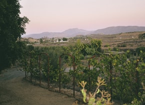 Los viñedos de la familia Pijoan forman parte de la historia fundacional de Valle de Guadalupe, con presencia en la región desde principios del siglo xx. Su trabajo se basa en una relación profunda y sostenida con la tierra. En Vinos Pijoan, el viñedo es el eje: producción pequeña, trabajo manual y una continuidad familiar que define su manera de hacer vino.