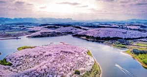 Floración de cerezos en China