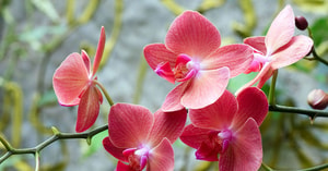 Orquídeas más raras del mundo