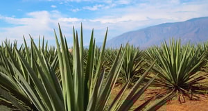 campos de agave