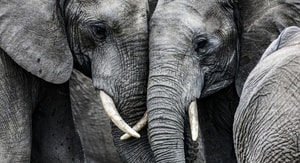 elefantes abrazándose Foto: cortesía WTTC