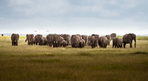 elefantes en kenia