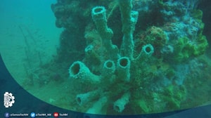 corales en Veracruz