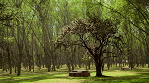 San Luis Potosí
