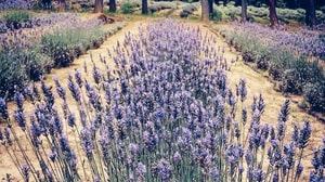 campos de lavanda en México