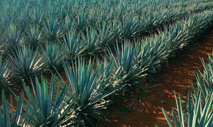Ruta del Tequila, Jalisco