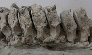 restos-de-mamut-en-puebla