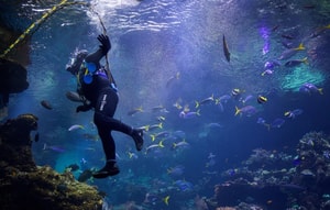 experiencias acuáticas en México, buceo en mar de cortes