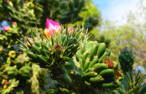 Jardín botánico de la UNAM