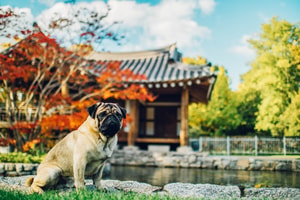 Hoteles pet-friendly | Revista Travesía