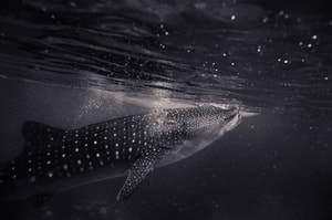 Tiburón ballena