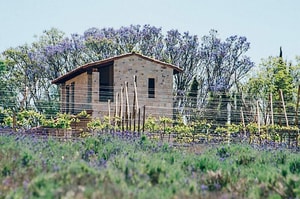 campos de lavanda en México