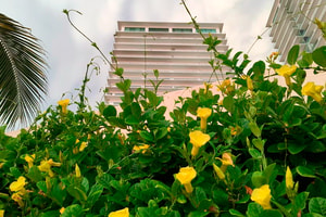 airbnb puerto vallarta