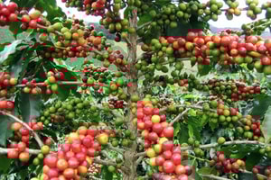 Cafetales en México