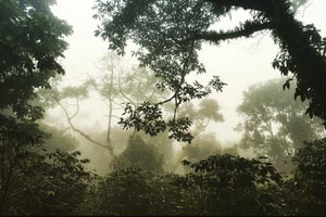Cafetales en México