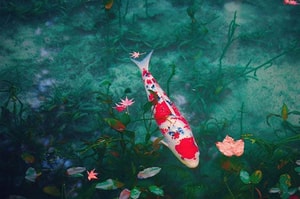 estanque de Monet en Japón