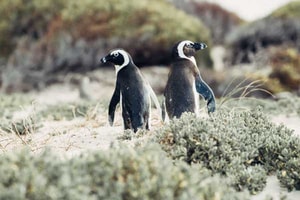Pingüinos africanos en Ciudad del Cabo