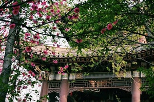 Floración de cerezos en China