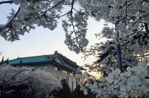 Floración de cerezos en China