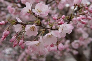 Floración de cerezos en China