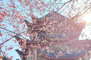 Floración de cerezos en China