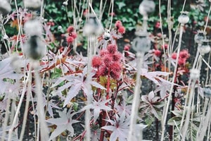 Jardín botánico de plantas venenosas en Inglaterra