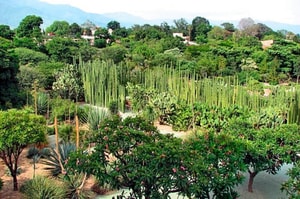 ethnobotanical garden of oaxaca