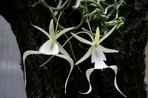 Orquídeas más raras del mundo