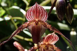 Orquídeas más raras del mundo