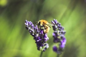 Campos de lavanda en Francia
