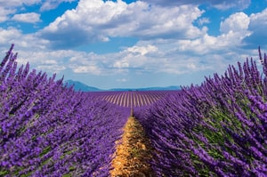 Campos de lavanda en Francia