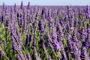 Campos de lavanda en Francia