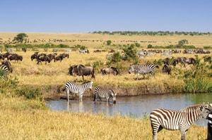 gran migración en el Serengueti africano