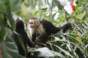 Costa Rica