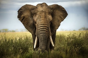 elefante con colmillos